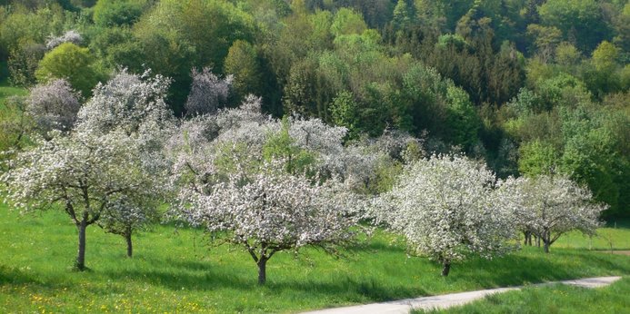 Blühende Obstbäume bei Geislingen