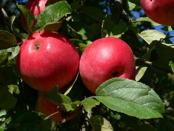 Äpfel am Viehberg